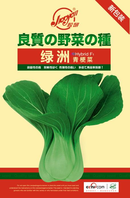 绿洲青梗菜——油菜